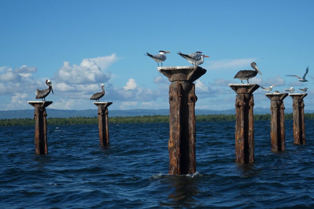 Aves en Parque Nacional Los haitises | Punta Cana | disfrutaenpuntacana | República Dominicana